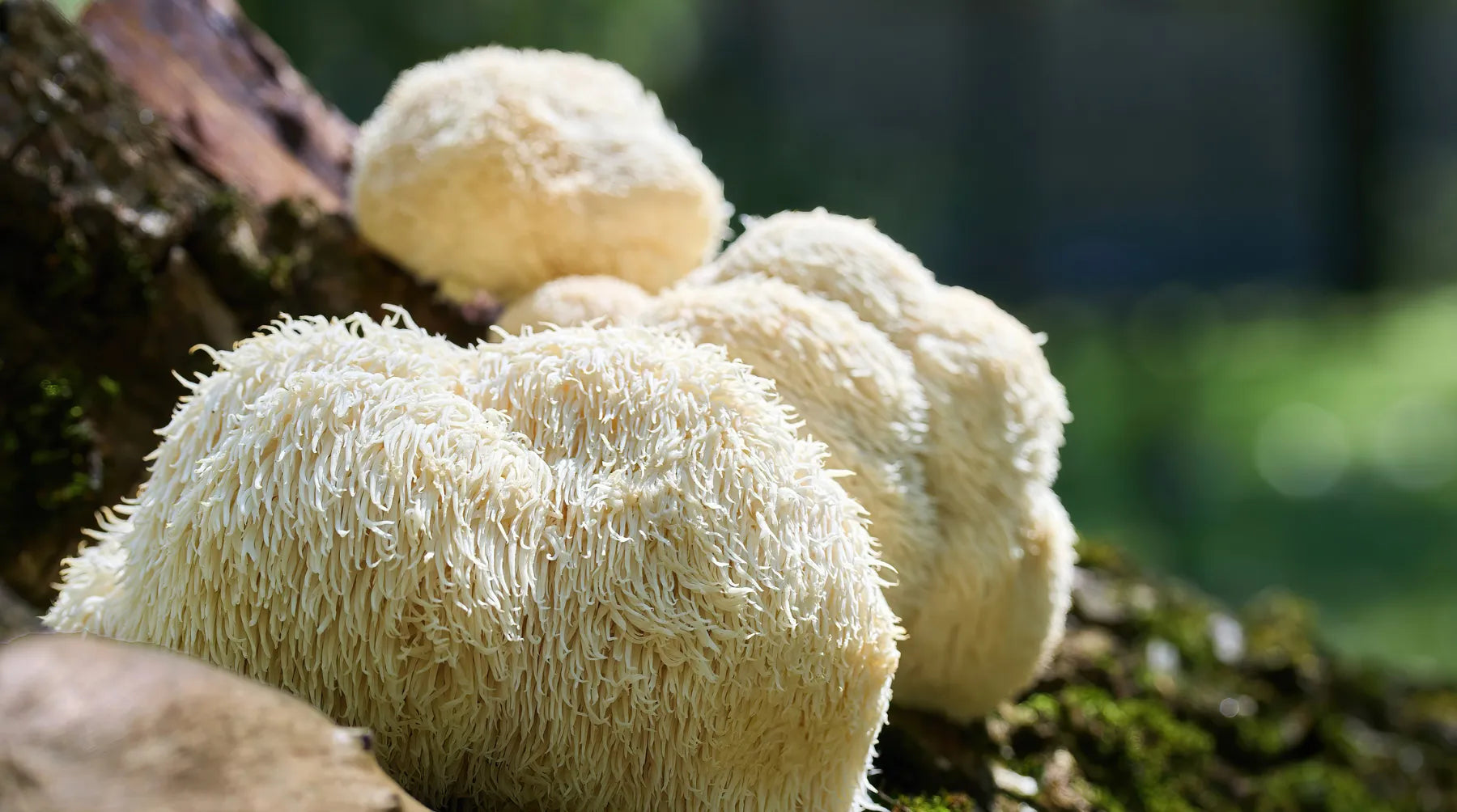 Was genau sind Vitalpilze?