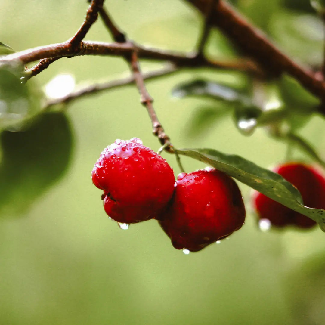acerola_90bae329-5d30-495b-8eff-f98553581f99.webp