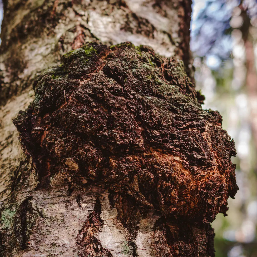 chaga_ce64343f-b952-4a1a-b647-6079dc36564c.webp