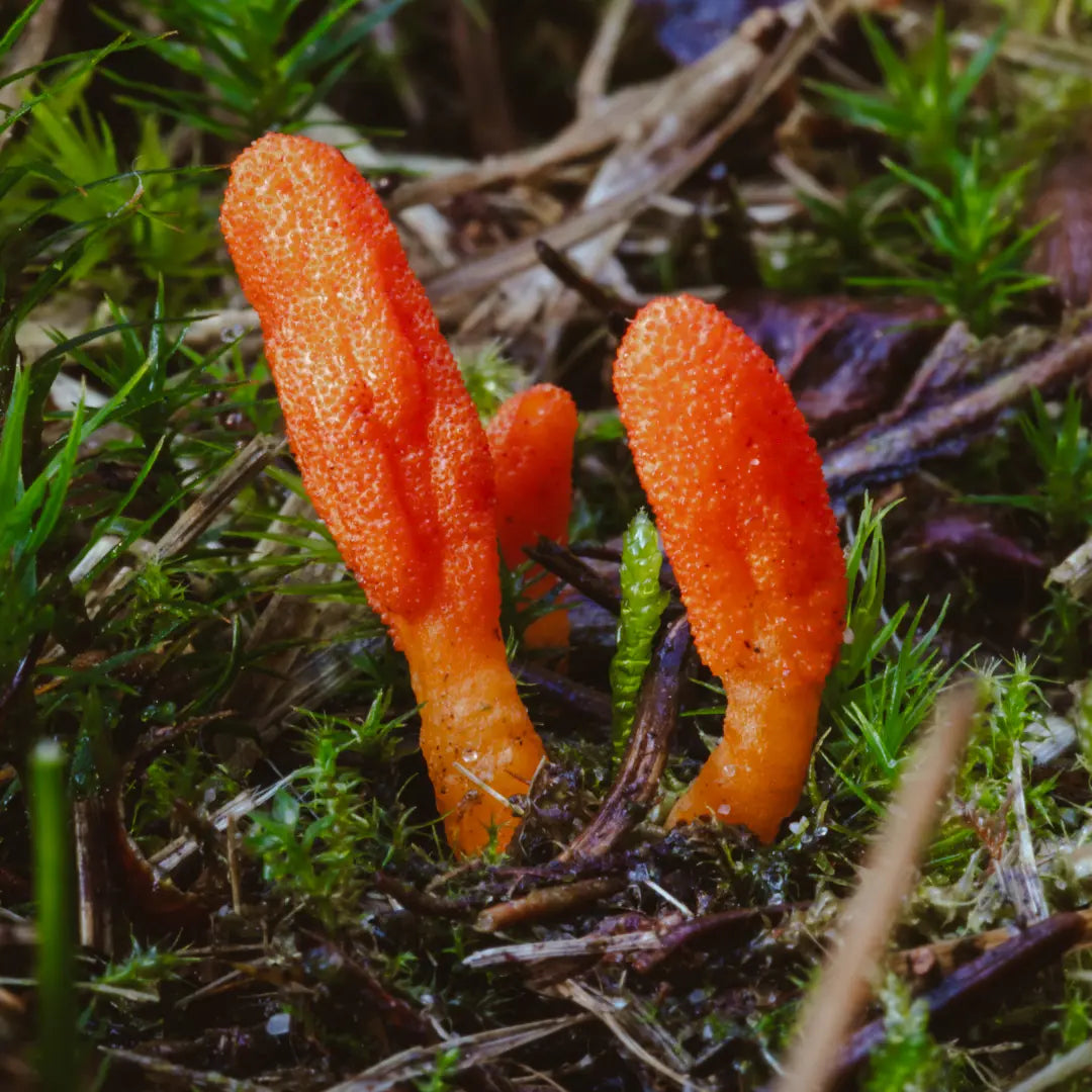 cordyceps_e09ecaaa-afa5-4cee-8879-2efb99a55113.webp
