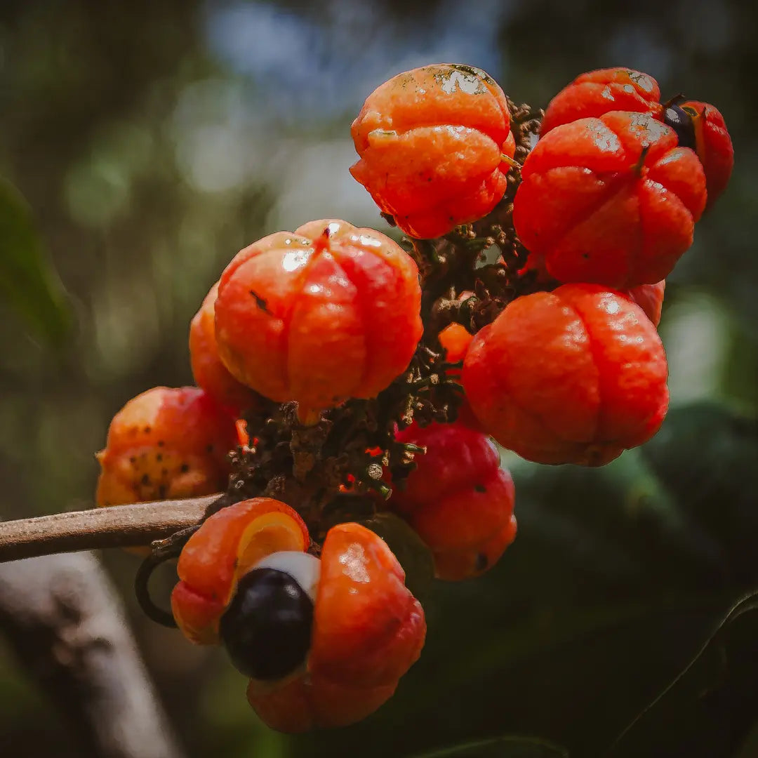 guarana_0f8cd834-5b31-4d17-b40d-728db1221edb.webp