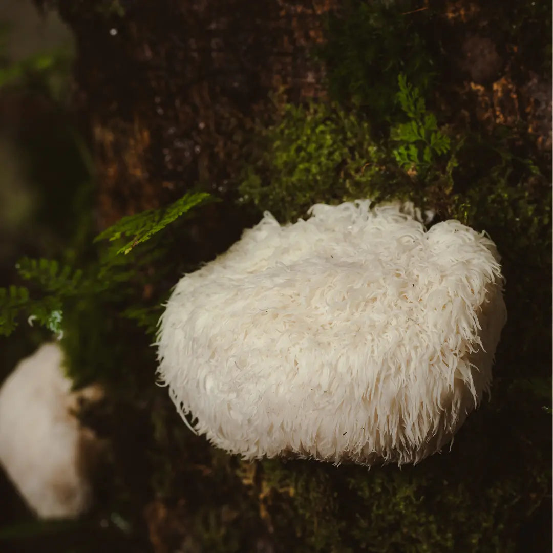 lions_mane.webp
