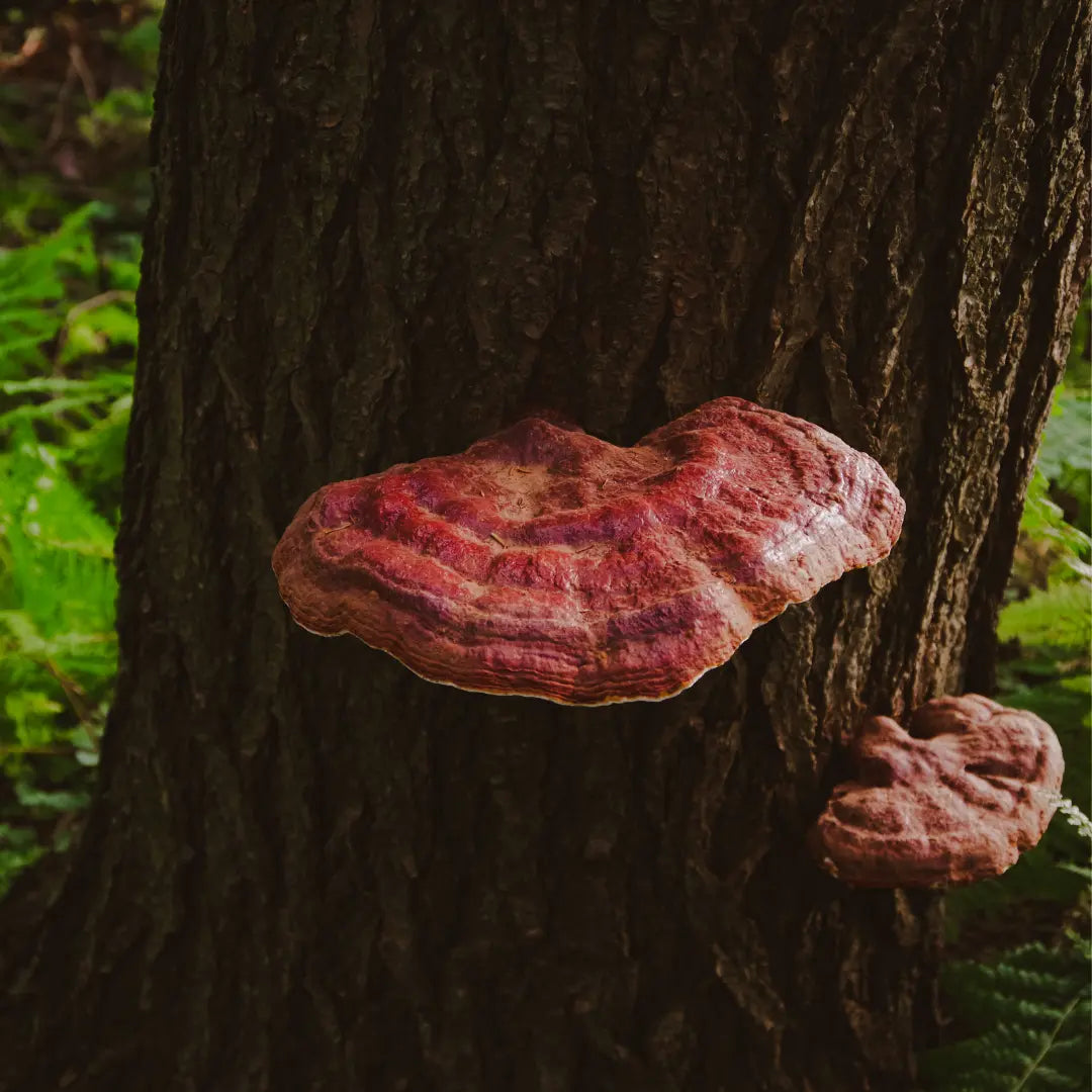 reishi_95ae515b-cc40-4310-b939-a7044f8c5f00.webp