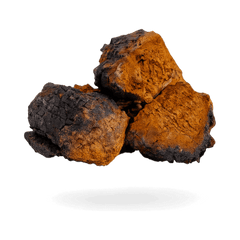 Chaga