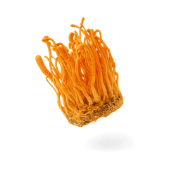 Cordyceps