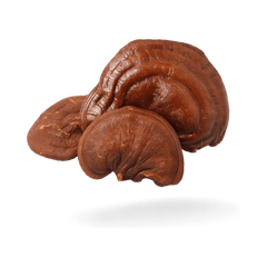 Reishi